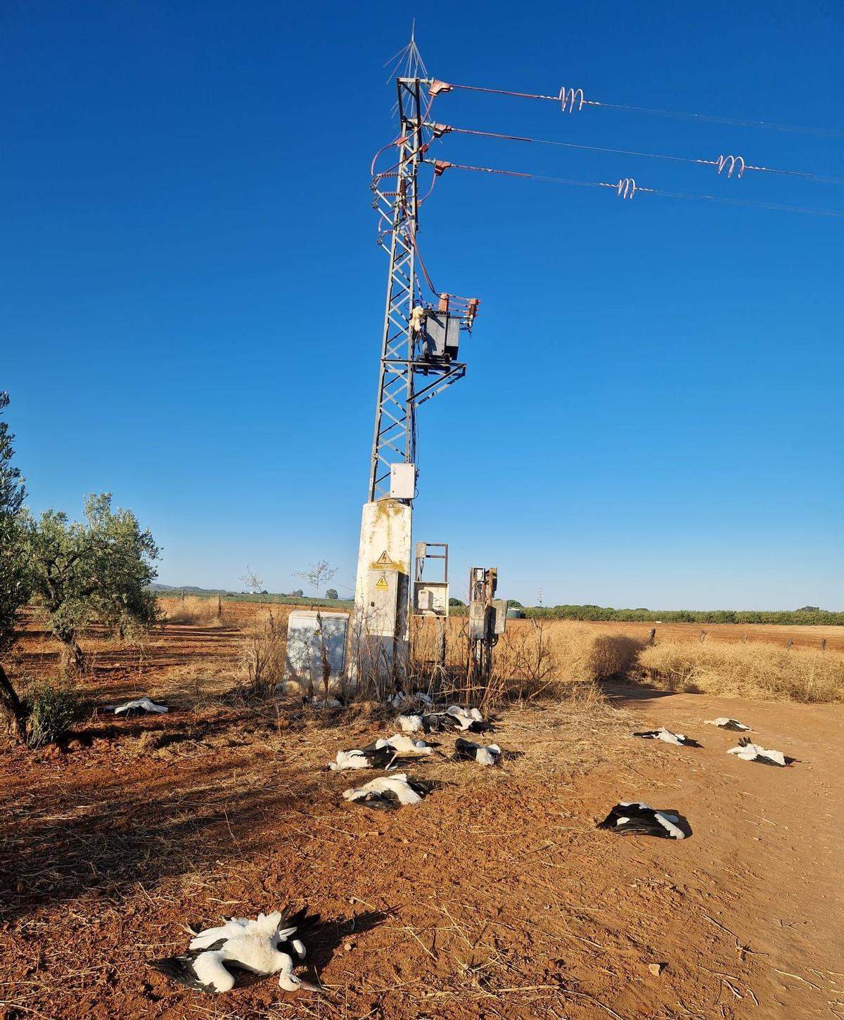 Les torres elèctriques poden deixar de ser un perill per a l'avifauna gràcies a Endesa