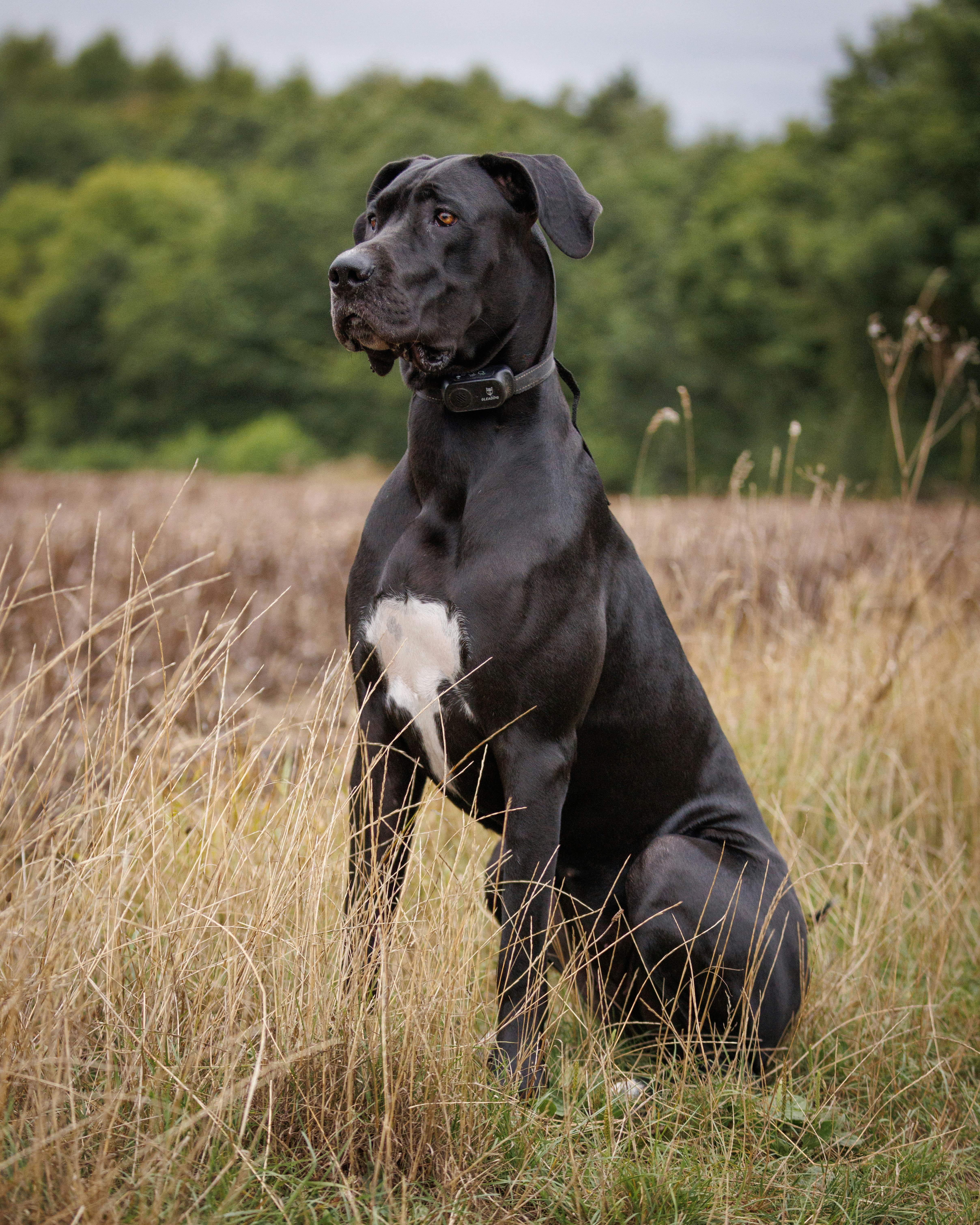 ¿Por qué los perros grandes mueren tan jóvenes? La respuesta de los científicos