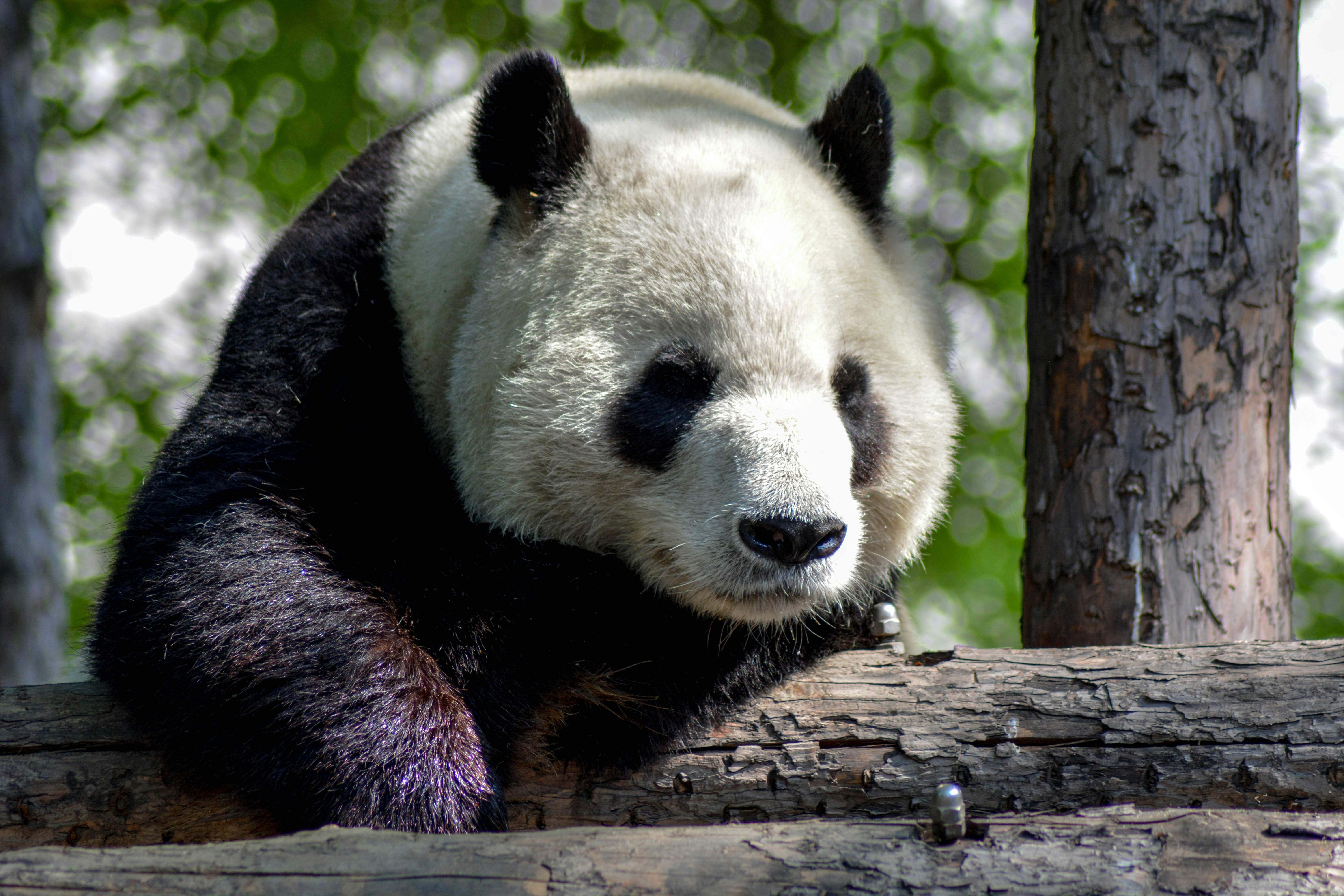 La diplomàcia del panda: Finlàndia retorna els animals a la Xina pels seus costos