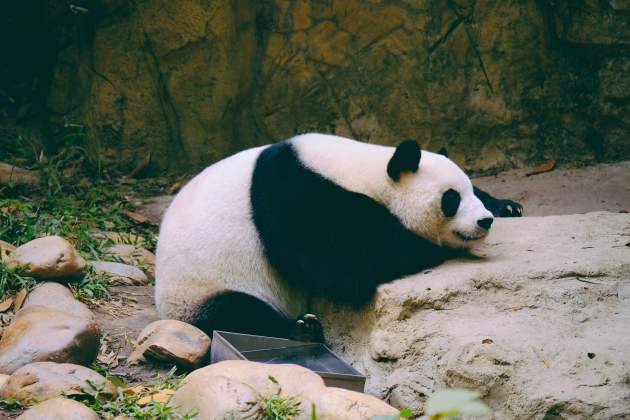 panda unsplash (2)