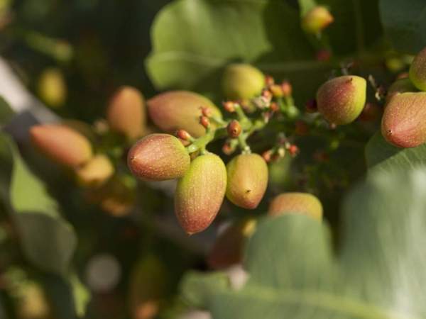 El pistatxo, un fruit sec que es cultiva a Lleida.