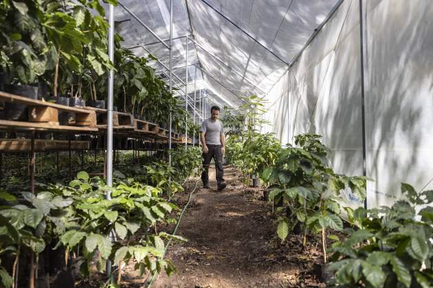 Primera plantació de café en el món en clima continental / Foto: Carlos Baglietto