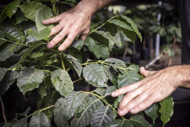 Primera plantació de café al món en clima continental / Foto: Carlos Baglietto