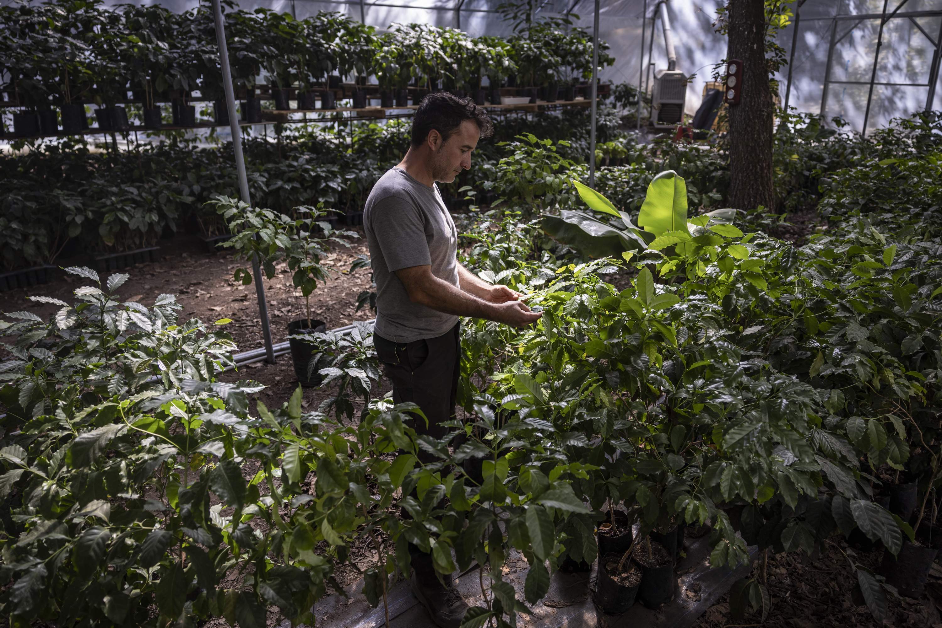 La primera plantació de cafè a Europa s'ubica a Osona i és única al món