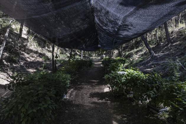 Primera plantació de café al món en clima continental / Foto: Carlos Baglietto