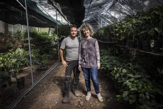 Primera plantació de café al món en clima continental / Foto: Carlos Baglietto