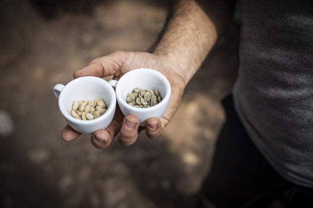 Primera plantació de café en el món en clima continental / Foto: Carlos Baglietto