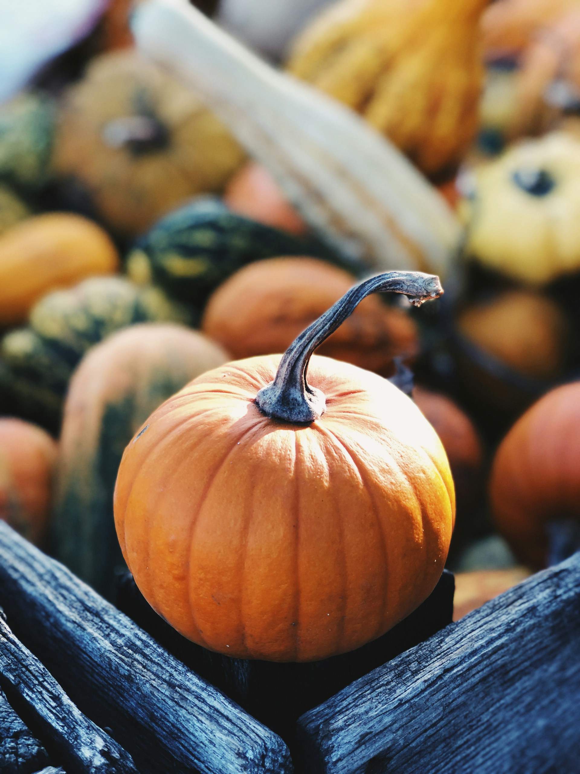 Fes-ho fàcil a l'octubre: 3 receptes de plat únic amb ingredients de temporada