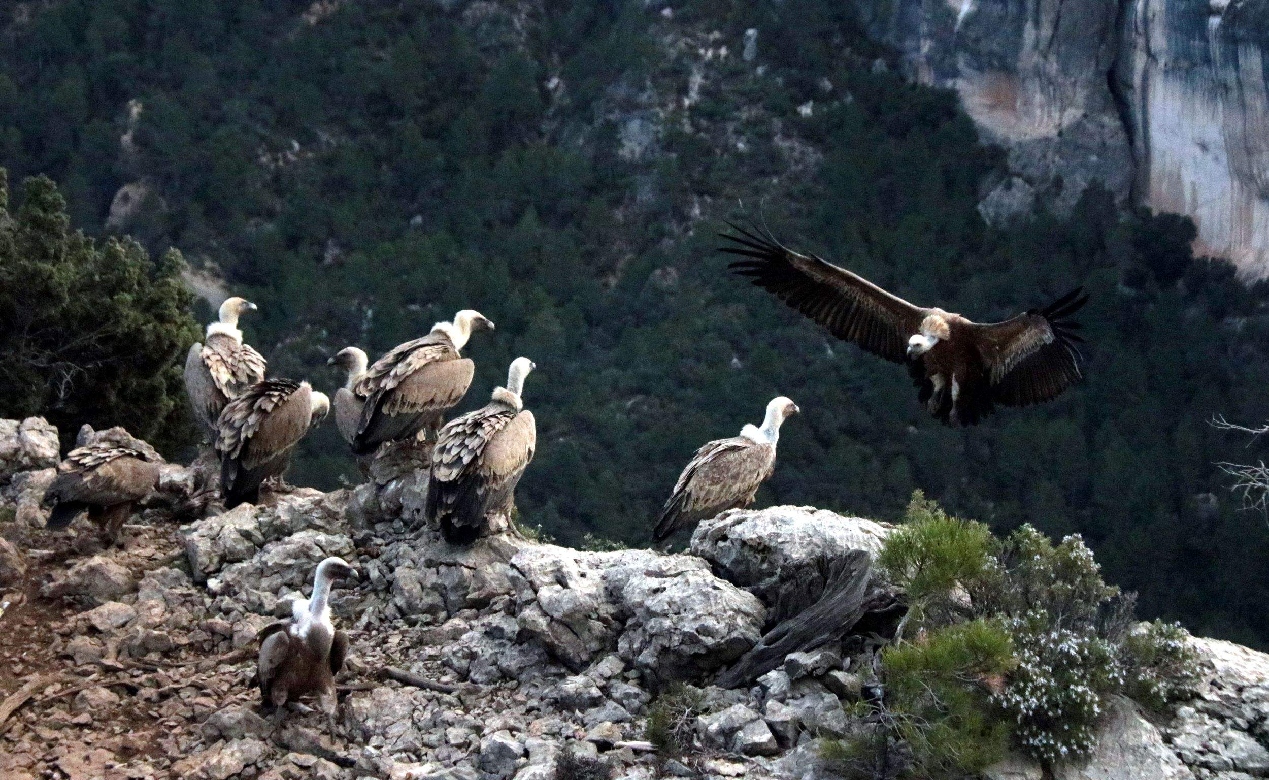 Podrían extinguirse el doble de aves en los próximos dos siglos que en toda la existencia humana