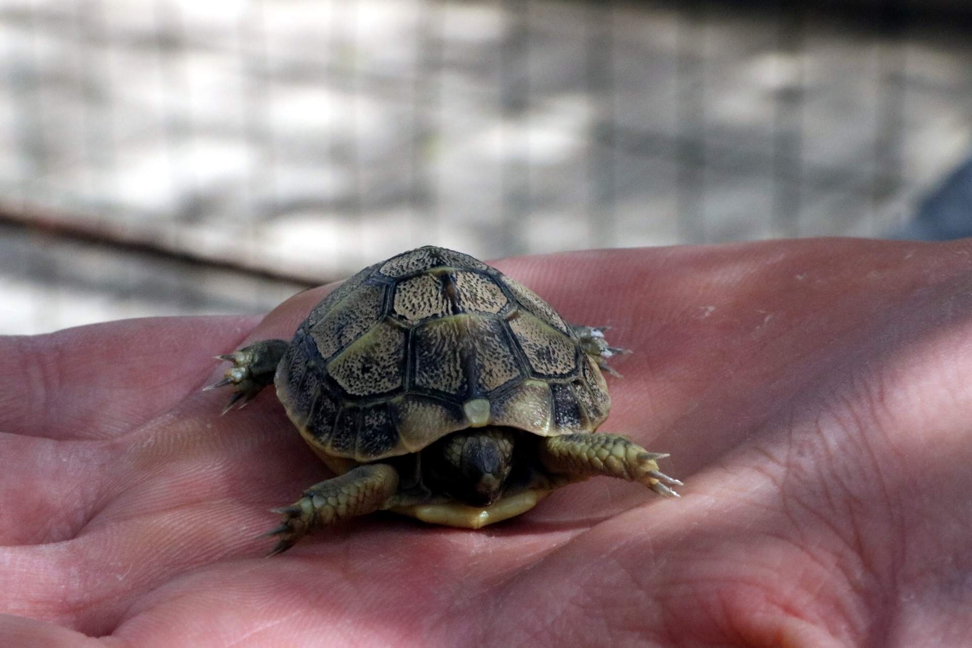 La sequía también afecta a los animales: frenazo de los nacimientos de la tortuga mediterránea