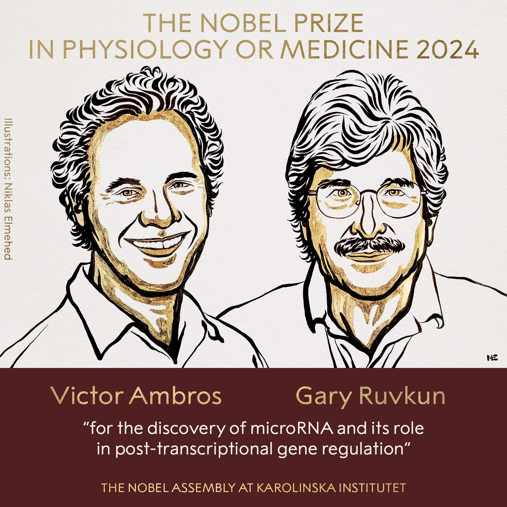 Victor Ambros i Gary Ruvkun, Nobel de Medicina 2024, per descobrir els microARN