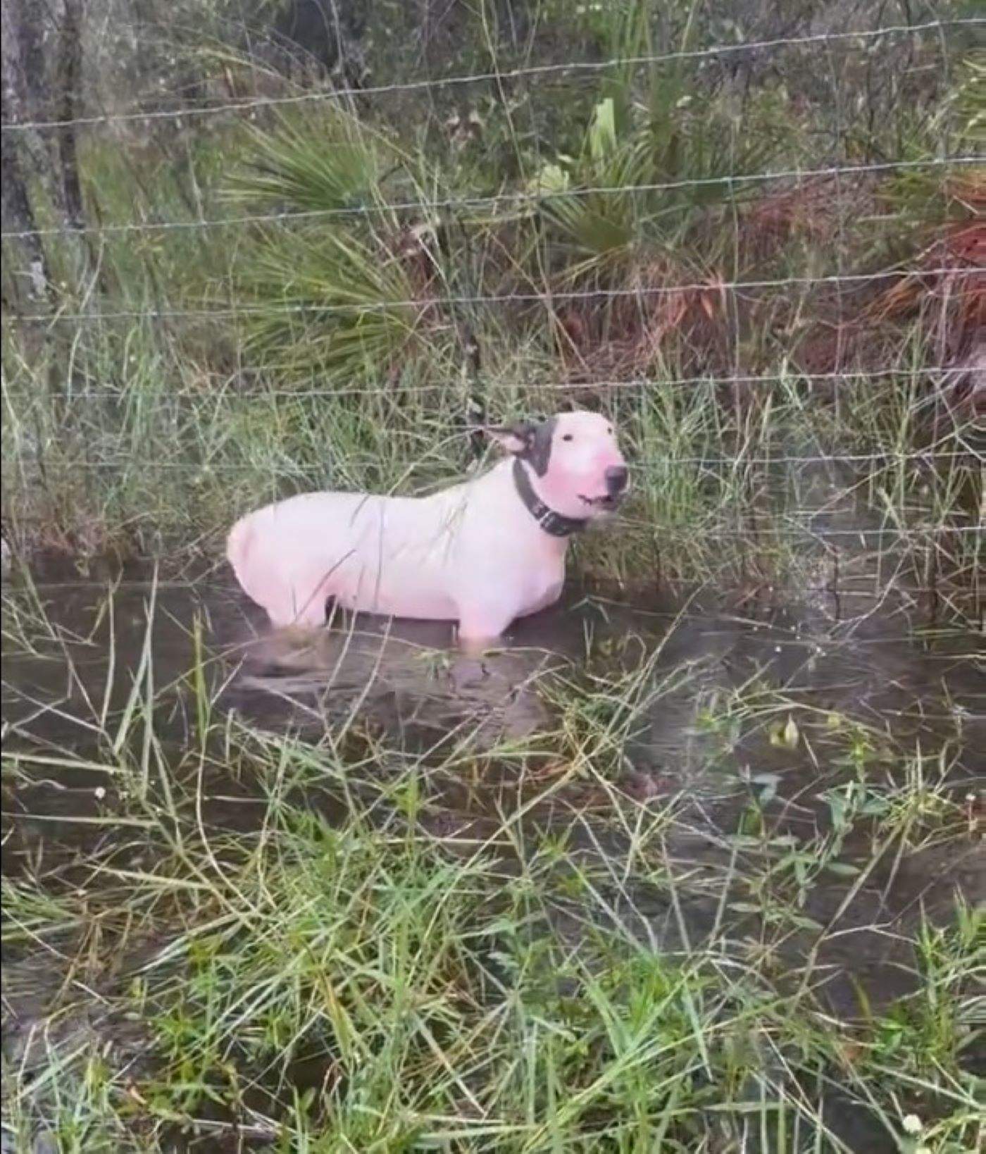 El rescat viral d'un gos lligat i abandonat a Florida abans de l'arribada de l'huracà Milton