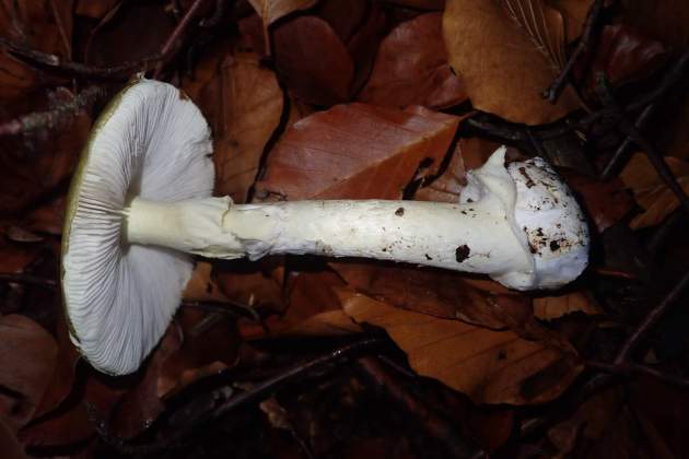 Amanita phalloides