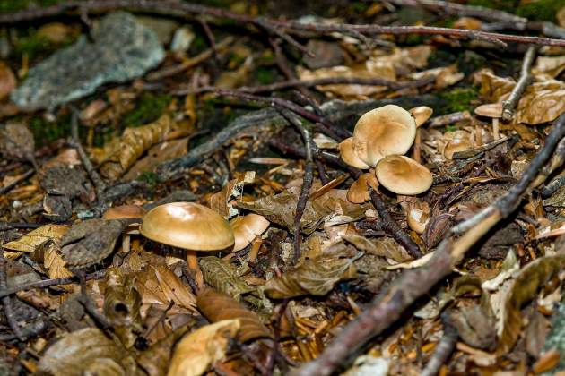 Bolets / Foto: Unsplash