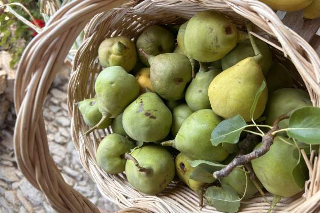 El otoño y la naturaleza / Foto: Albert Villaró y Montse Ferrer