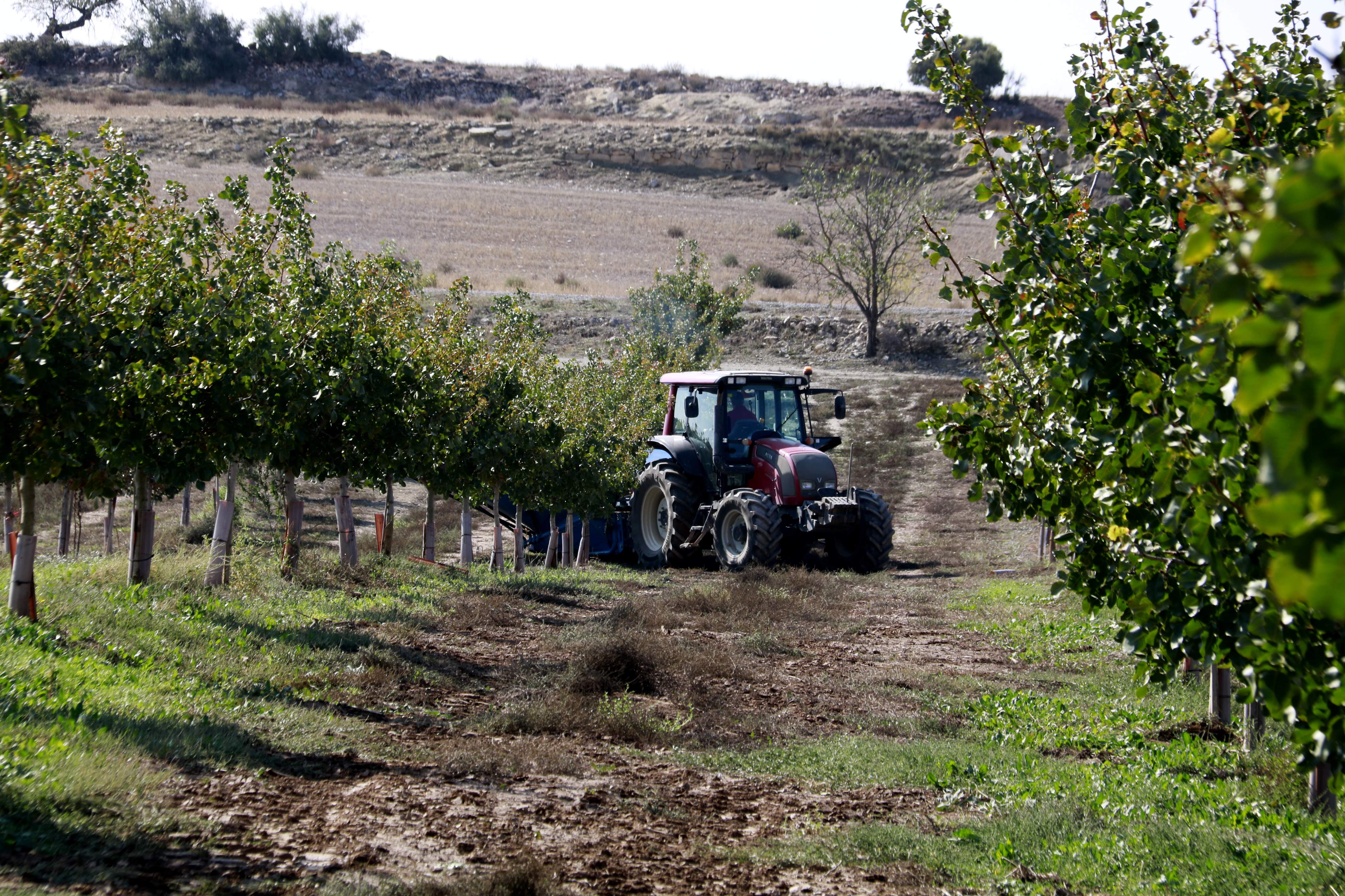 Els efectes col·laterals per als insectes d'un dels pesticides més usats a Europa