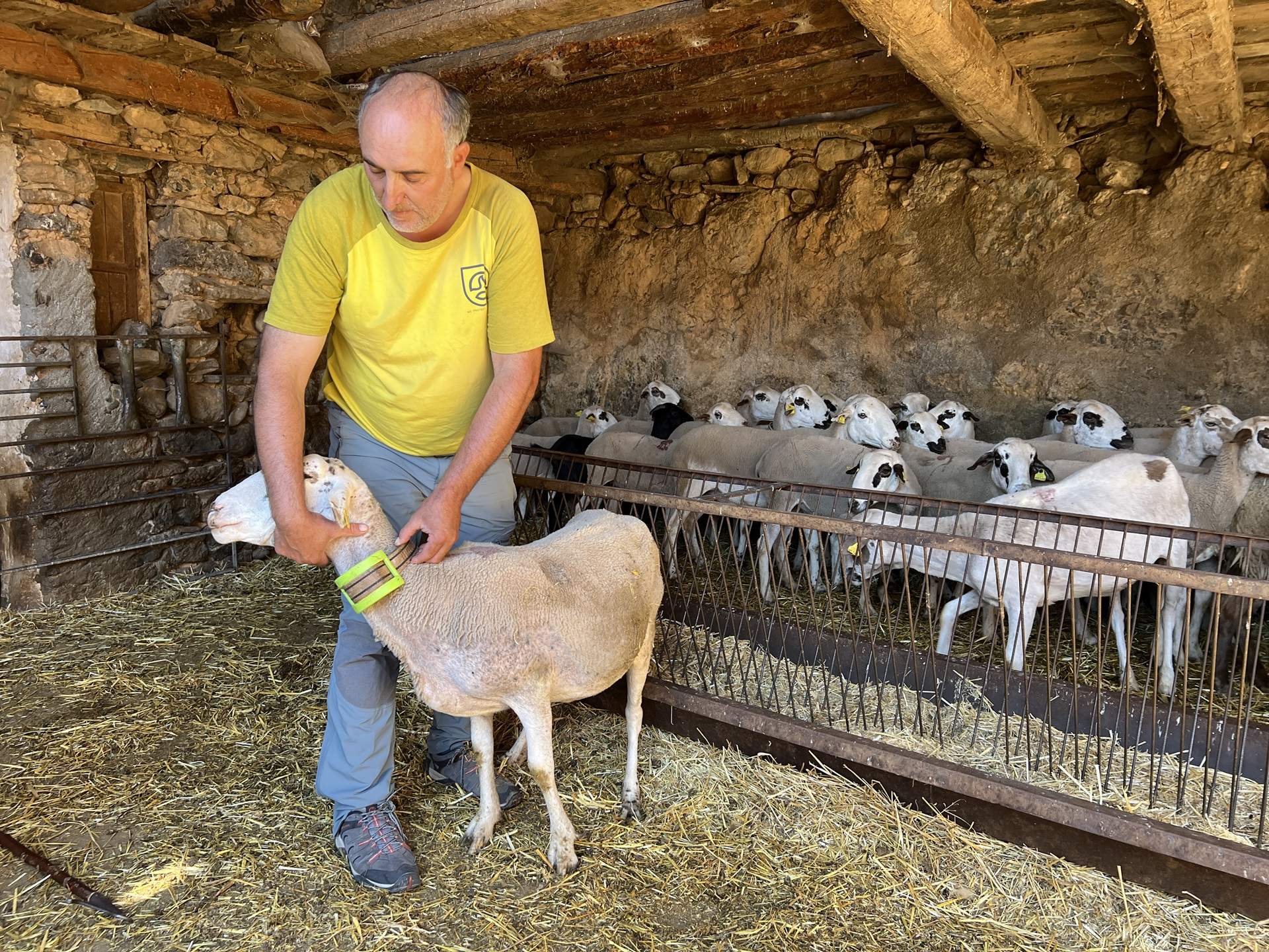 atacs de llops a ovelles