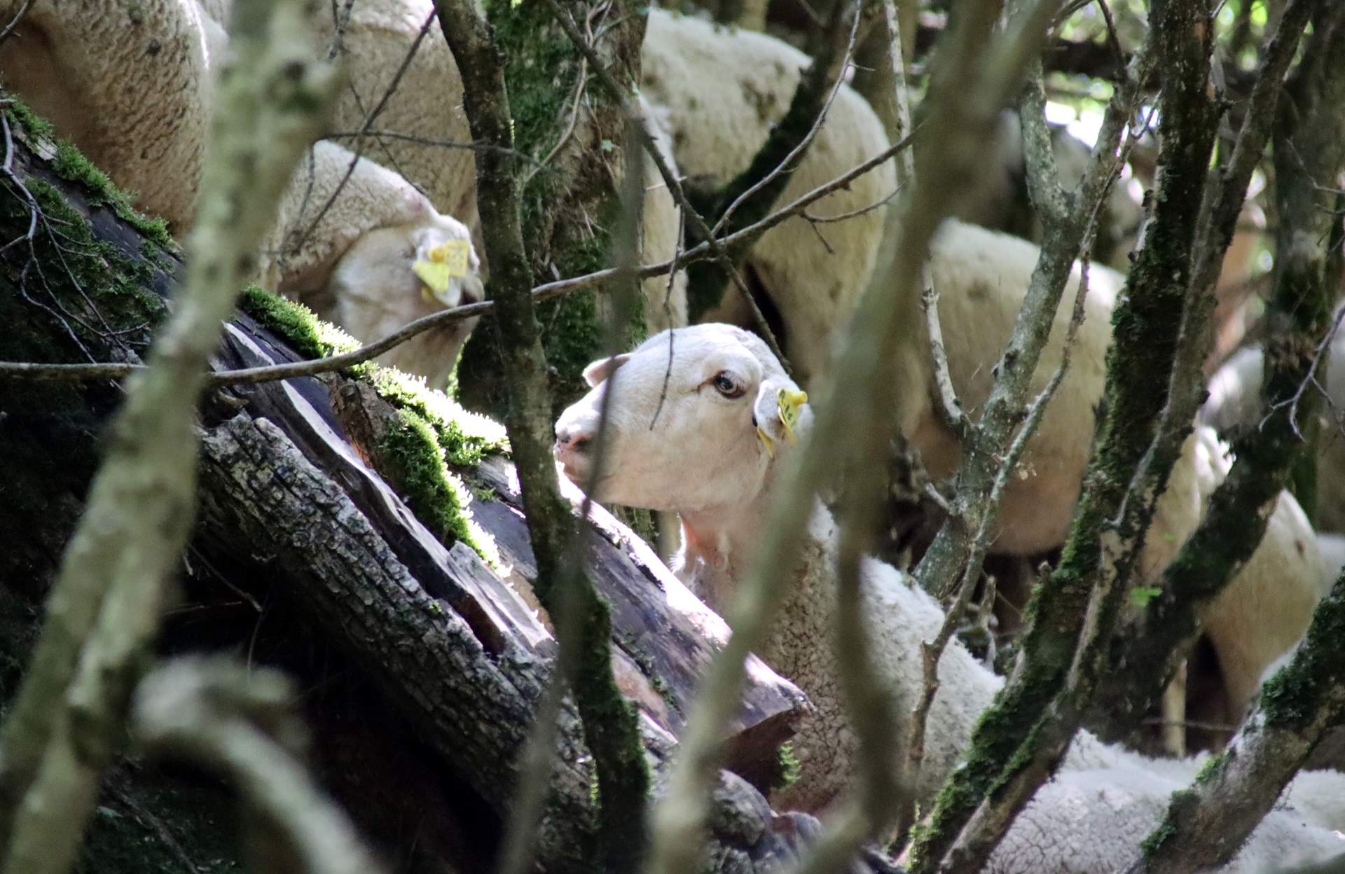 Los lobos han matado 38 cabras, ovejas y corderos este 2024, más del doble que hace 2 años