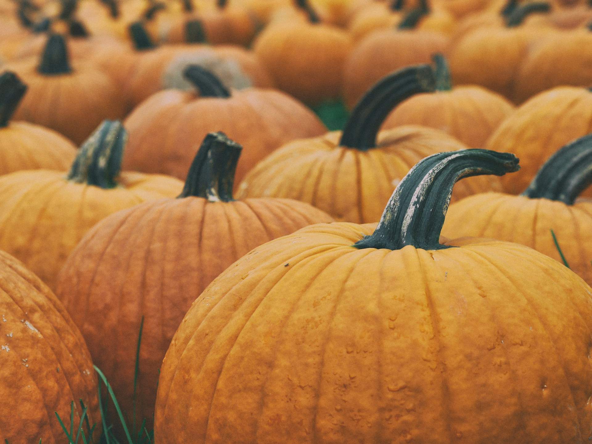 Qué cocinar con el relleno de una calabaza: 3 recetas de aprovechamiento