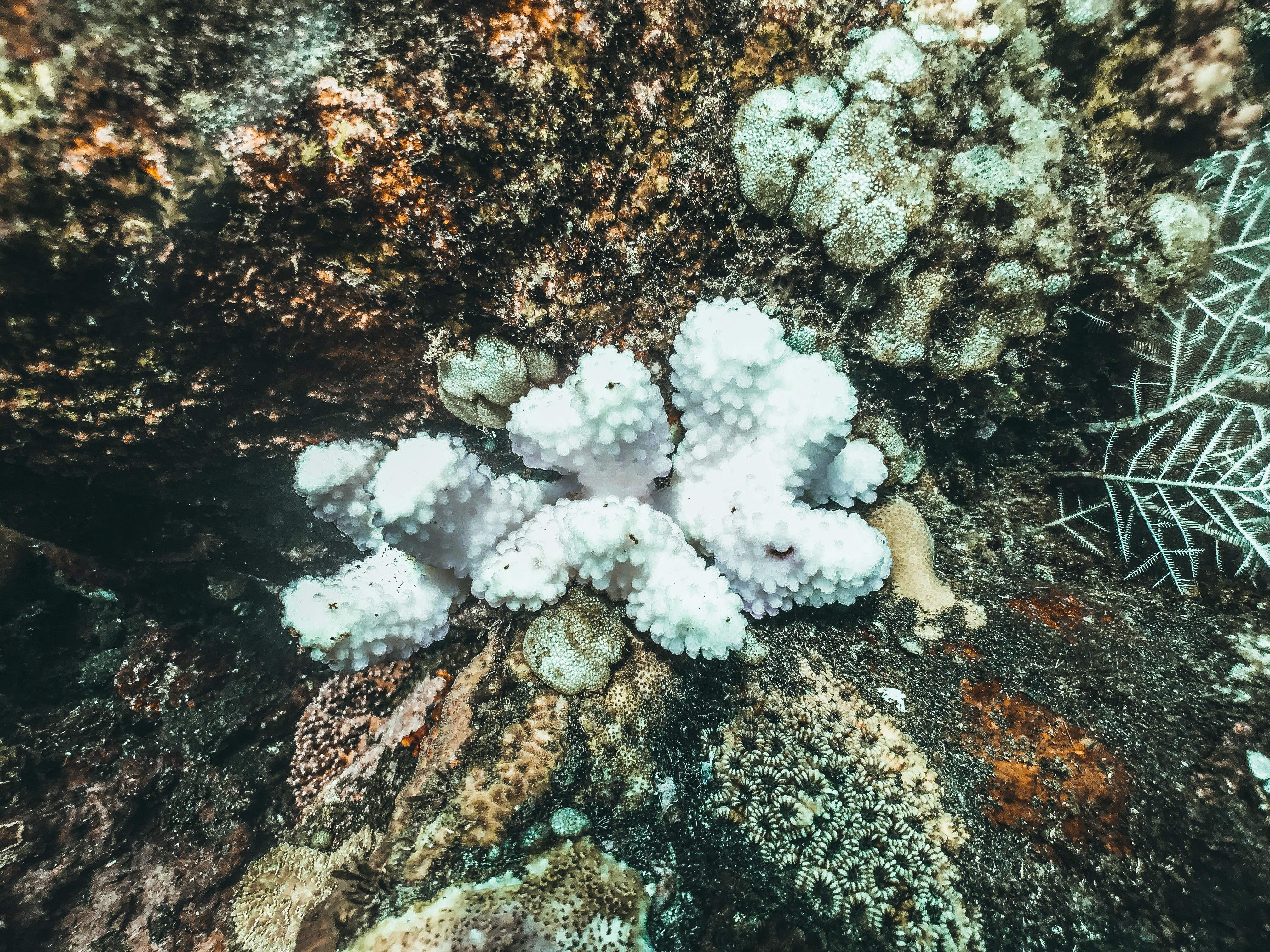 Así impactan los récords de temperatura en los océanos en los corales por todo el mundo