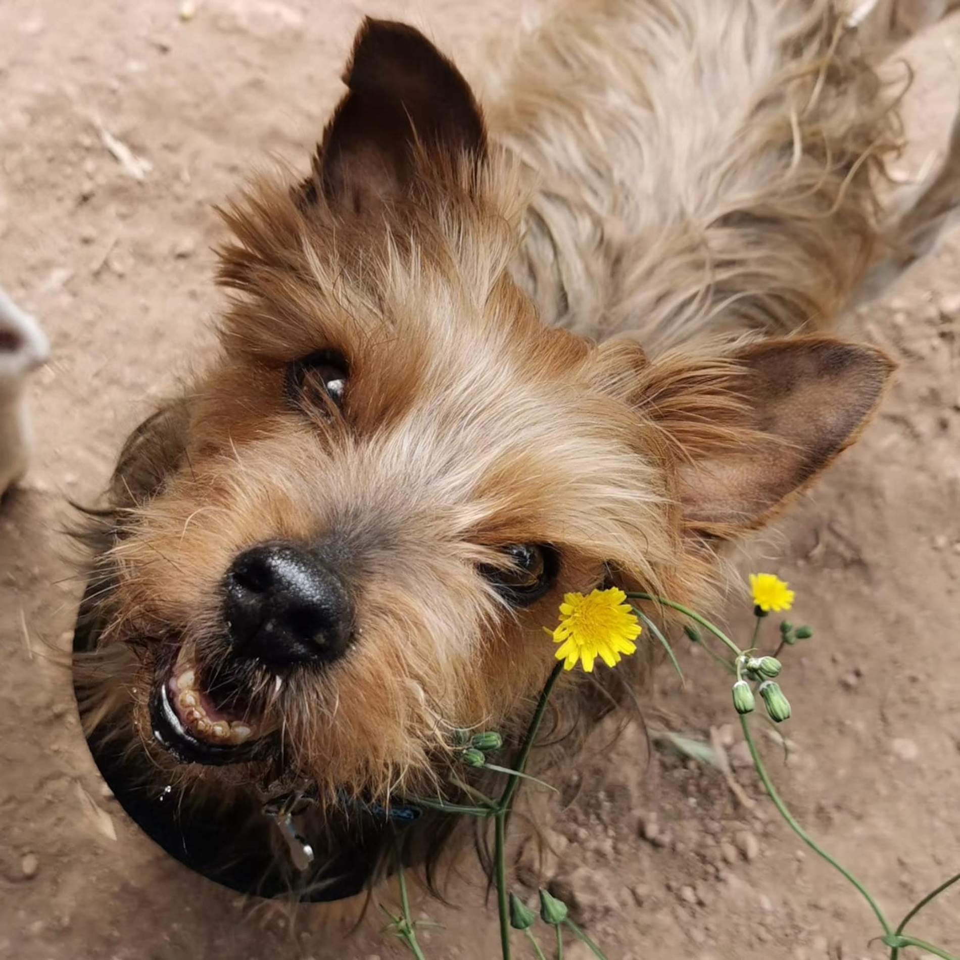 ¿Cómo será el cursillo que deberás pasar para tener un perro?