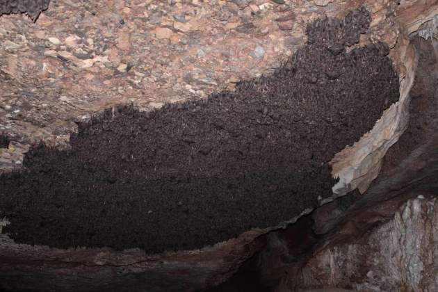 Colònia de ratpenats de cova de l'avenc del Daví, Parc Natural de Sant Llorenç del Munt i l'Obac. Foto Marc López Roig Areambiental