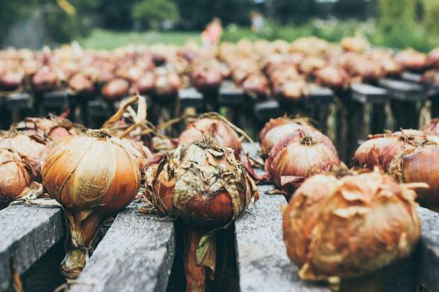 El frío ayuda a las cebollas a crecer más fuertes / Foto: Unsplash