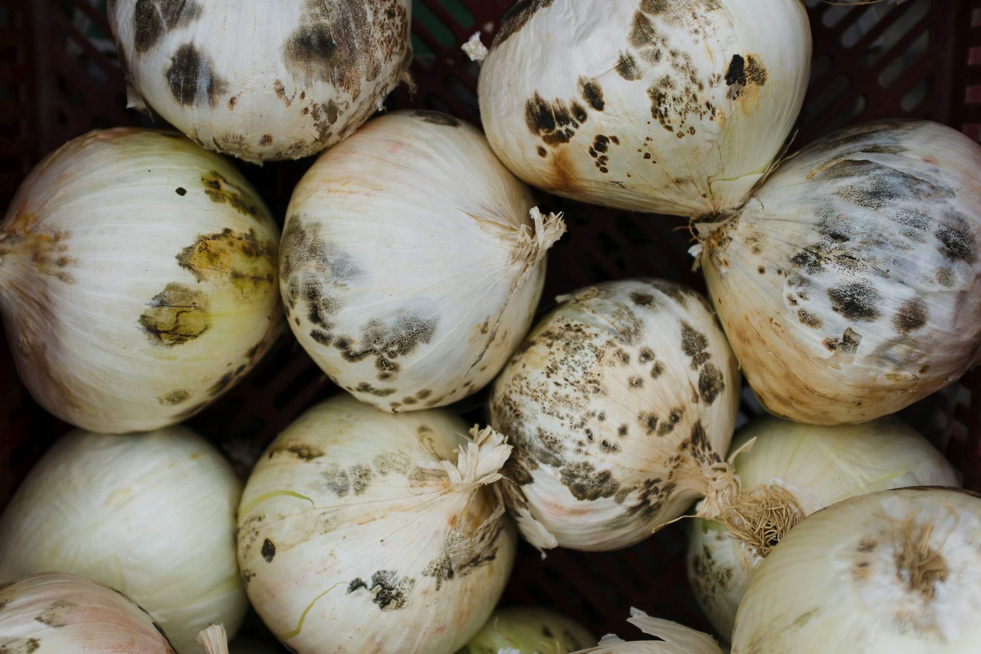 4 aliments que has de llençar a les escombraries si tenen floridura: no n'hi ha prou amb treure-la