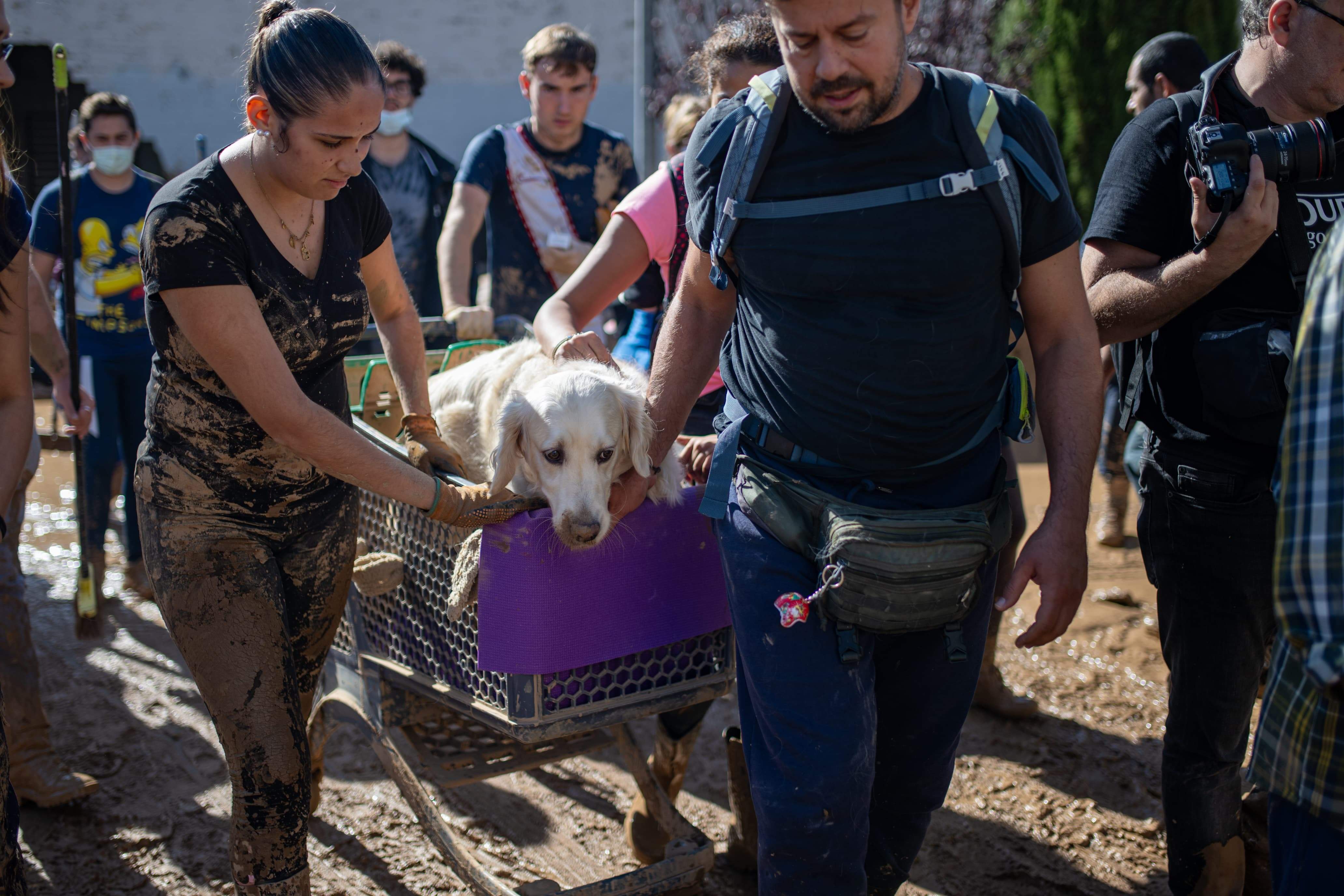 Grito de socorro de las protectoras de animales afectadas por la DANA: "Necesitamos ayuda urgente"