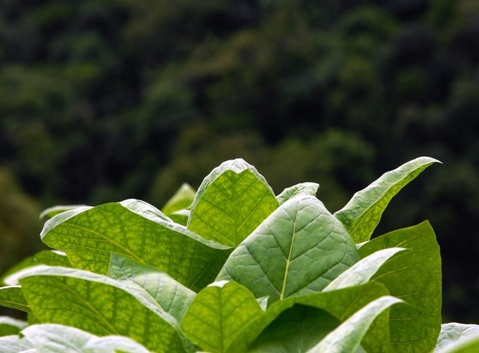 tobacco plant