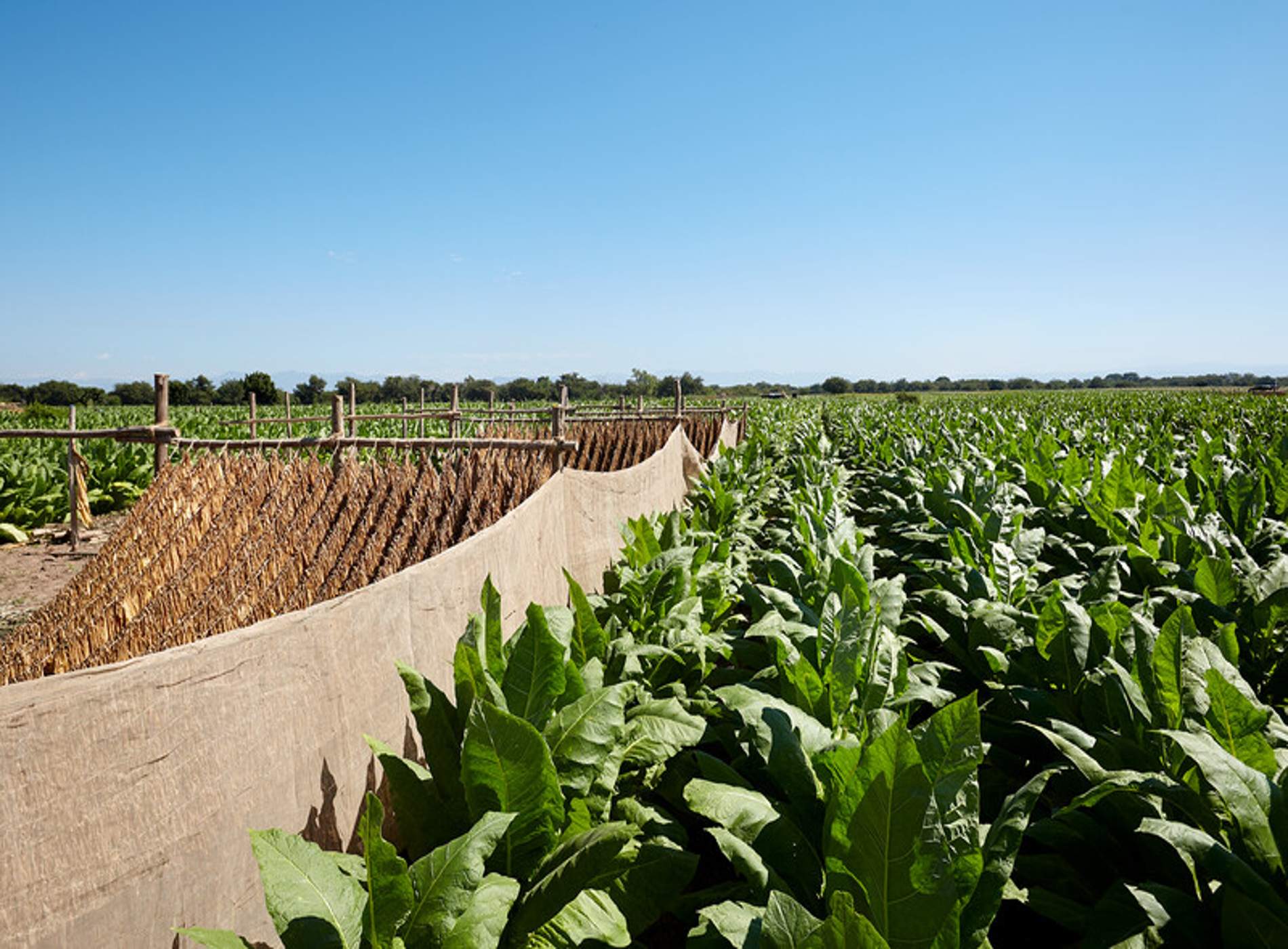 tobacco field