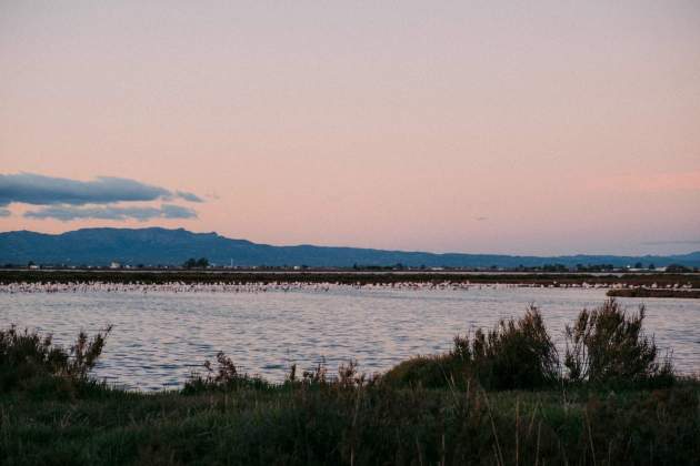 El humedal del Delta del Ebro es el entorno idóneo para este cultivo / Foto: Unsplash