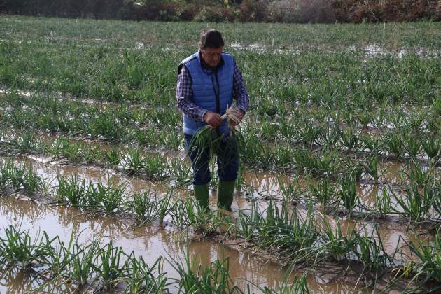 Pagès en un camp de calçots / ACN