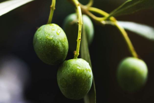 Variedades de aceite Variedades de aceite