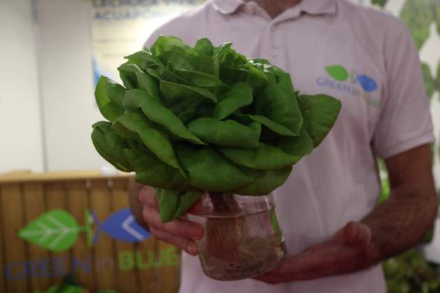 Lechuga cultivada sin tierra ni pesticidas en el Gastronómico Foro Barcelona / Foto: ACN