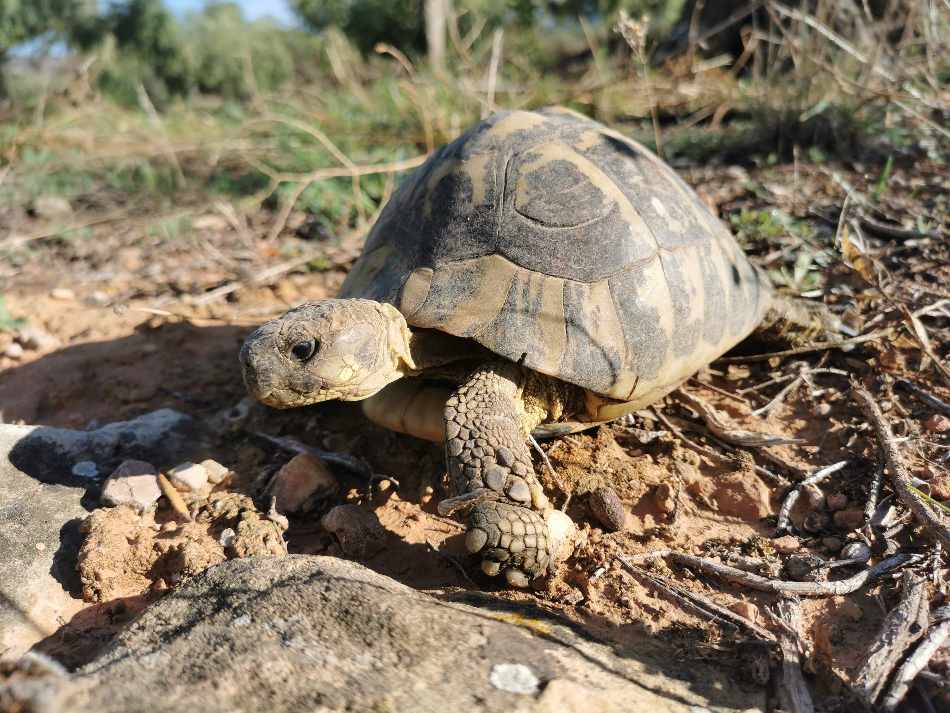 tortugas mediterranies liberación (2)