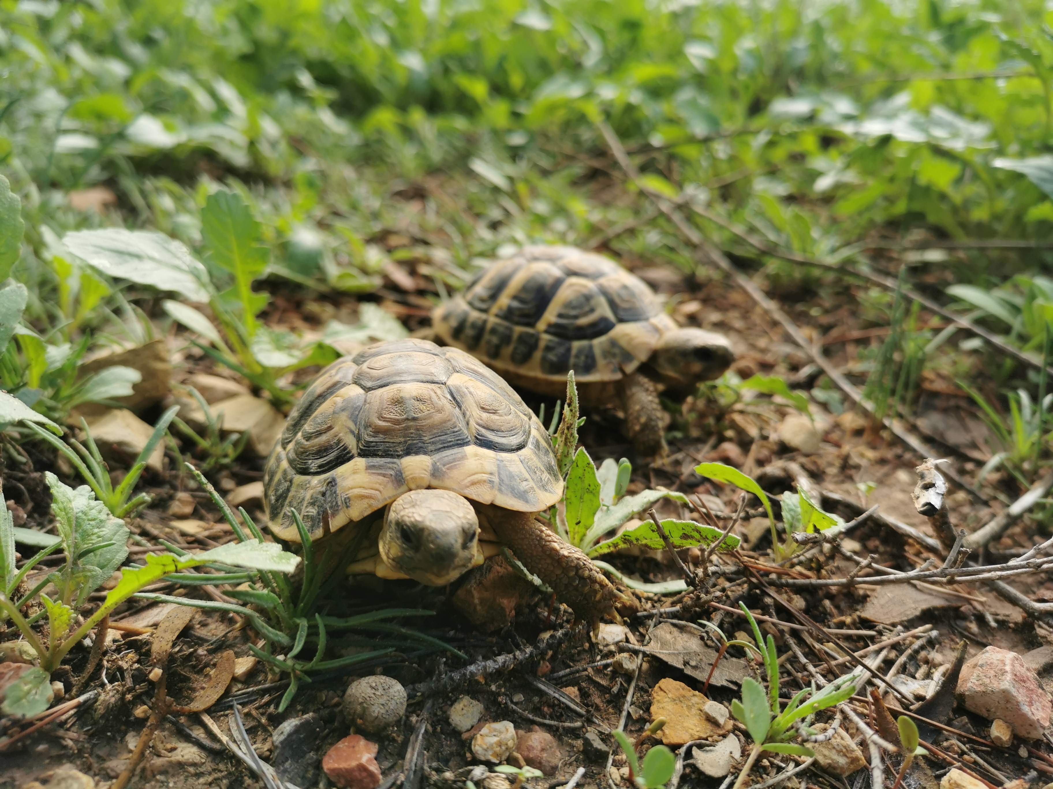 Más tortugas mediterráneas en Catalunya: 2.800 liberadas