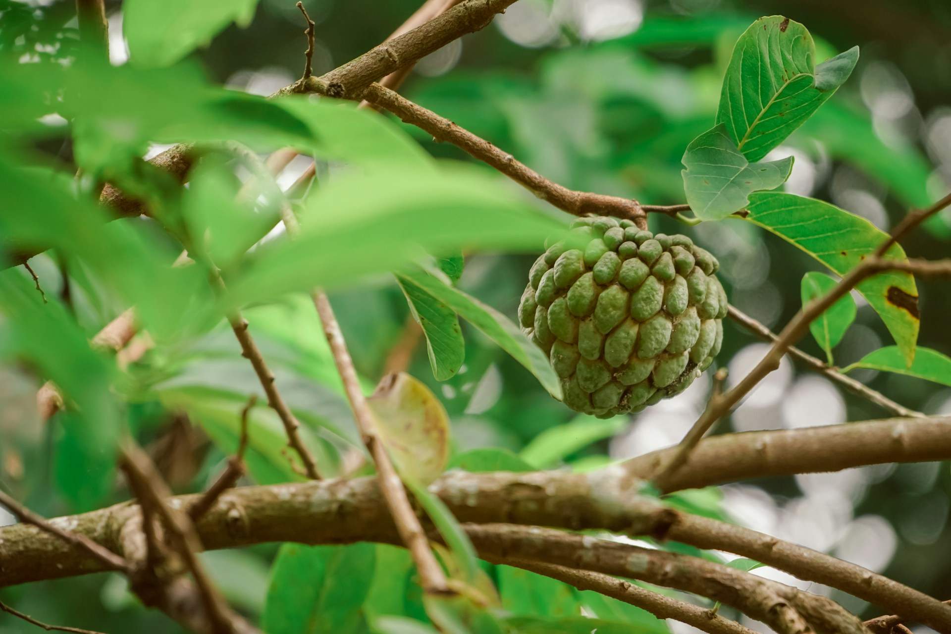 Ni kiwi ni pruna: aquest és l'aliment blanc amb més fibra per anar al bany com un rellotge