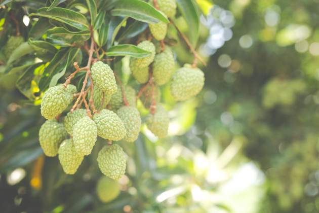 lychee background garden