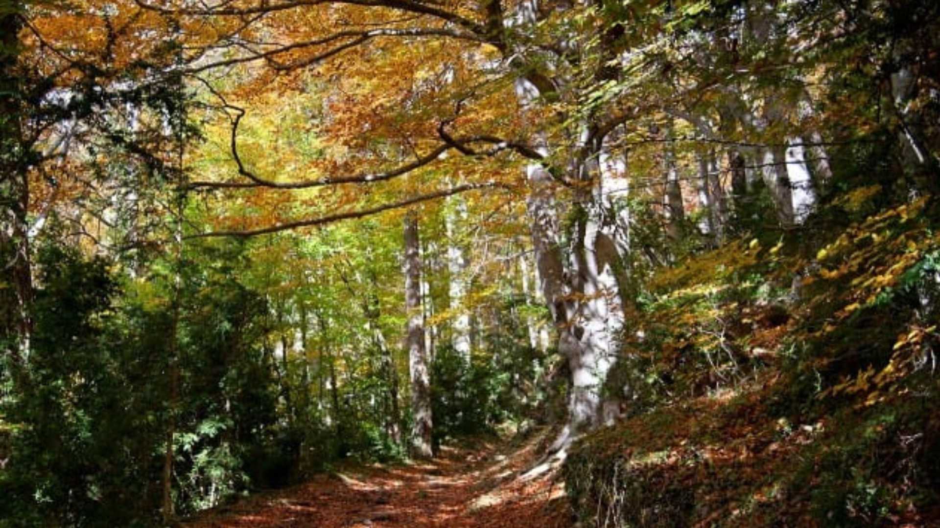 Descobreix un bosc màgic a Catalunya amb un faig gegant de més de 40 metres: una fageda espectacular