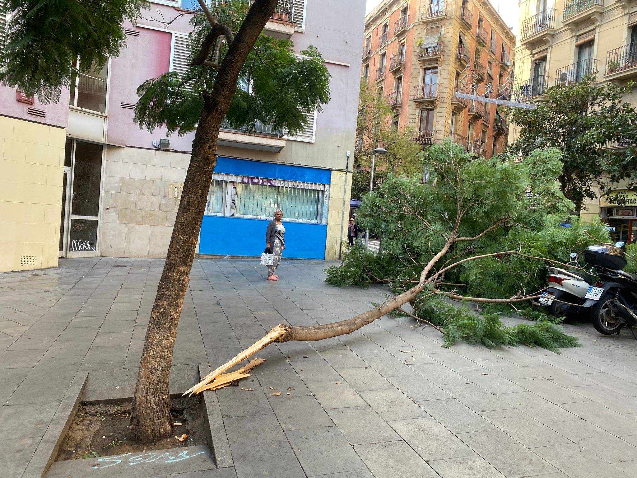 Cau una branca de grans dimensions d’una xicranda al cor del Raval