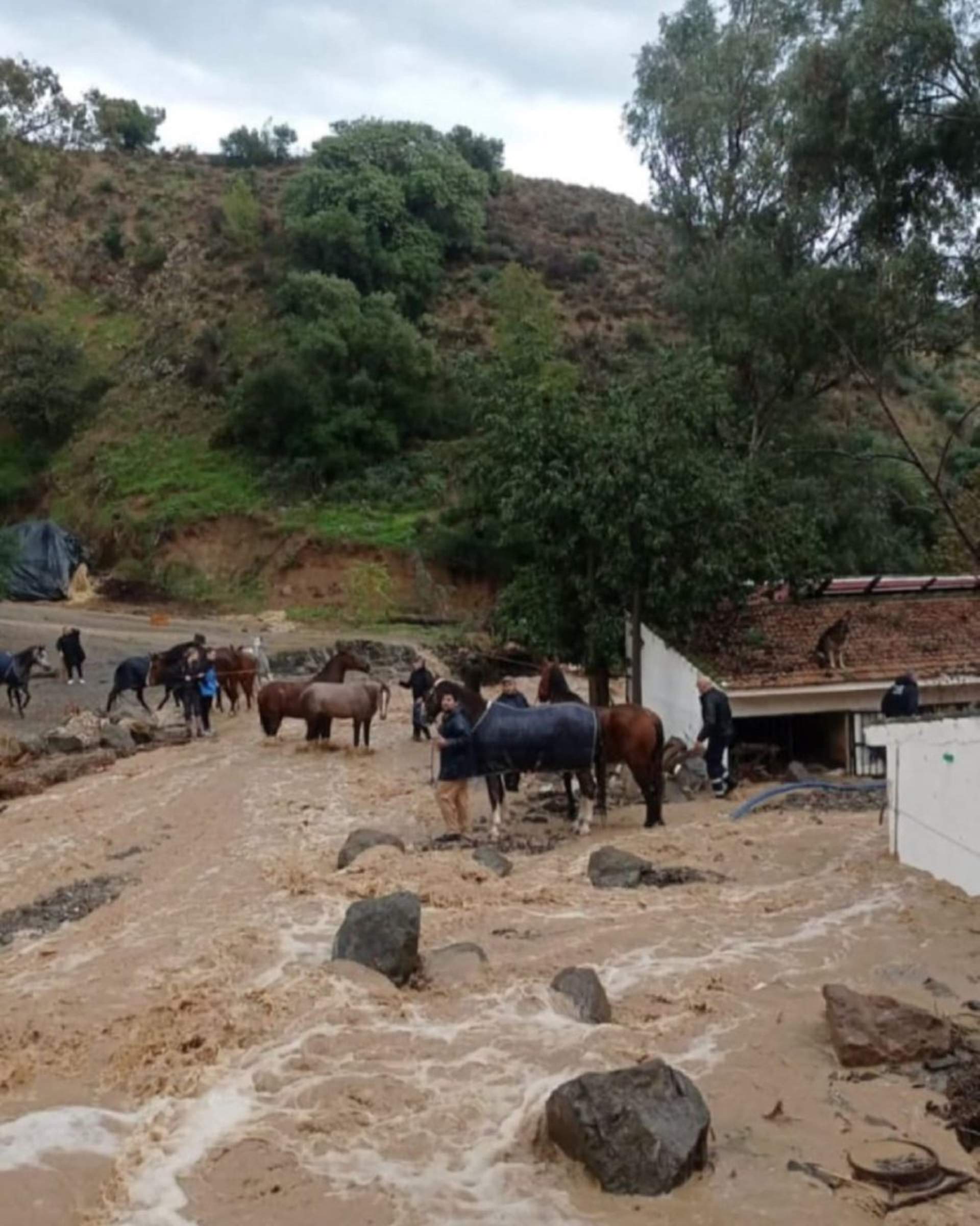 Rescat in extremis de 41 cavalls i 39 gossos del club hípic de Màlaga inundat per la DANA