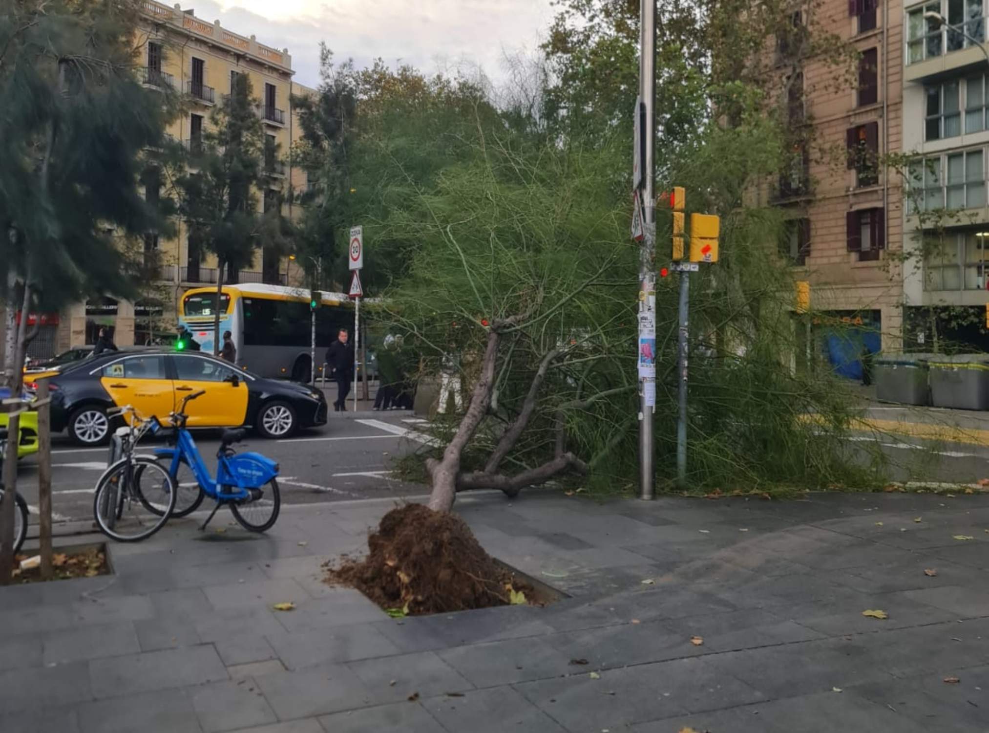 Els primers estralls del fort vent que sacseja Catalunya: arbres arrencats i parcs tancats a Barcelona