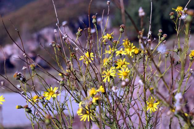 Seneci del Cap, Pirineu / ACN