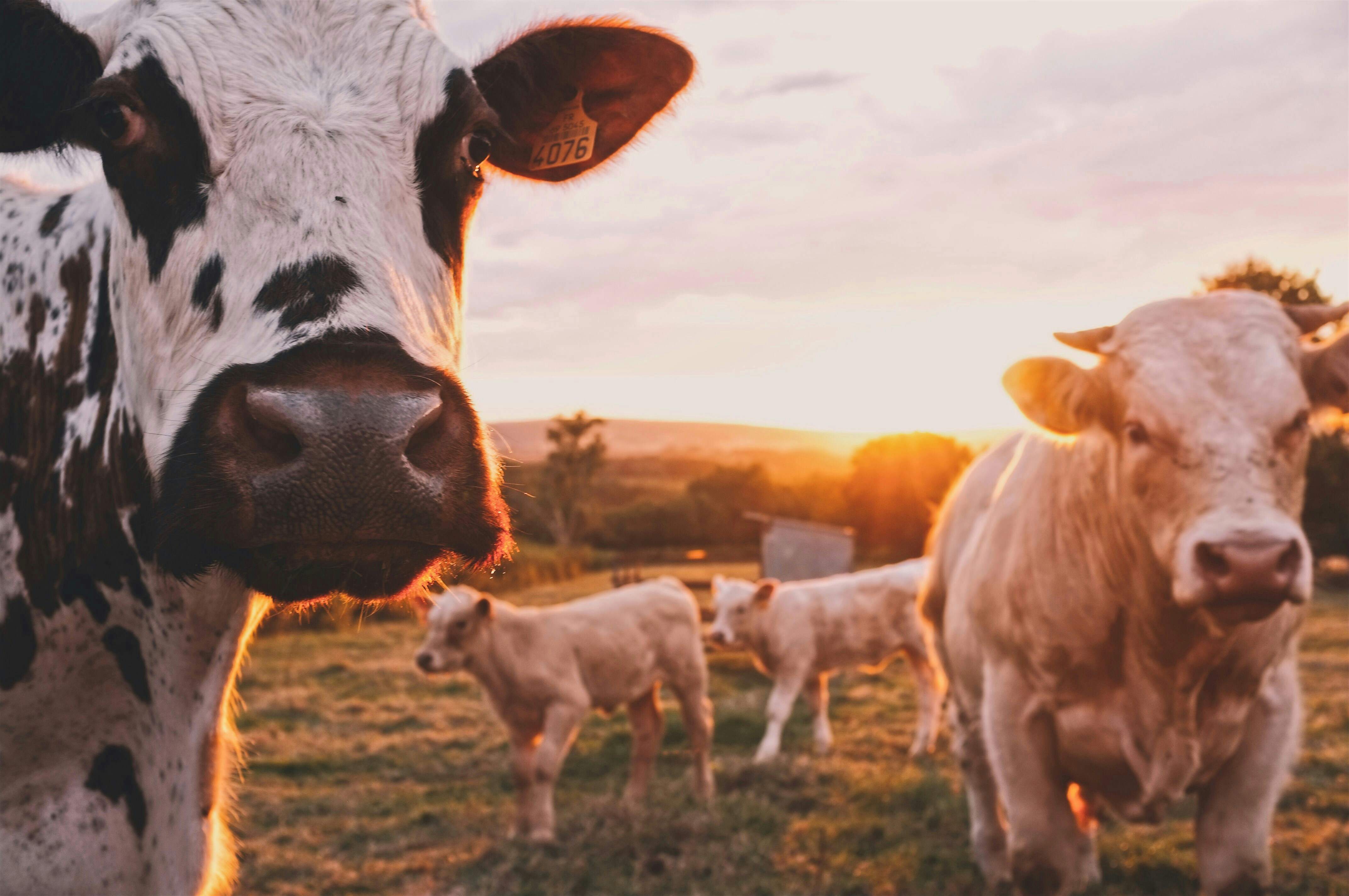 La triste historia de unas vacas rescatadas obligadas a volver con su maltratador