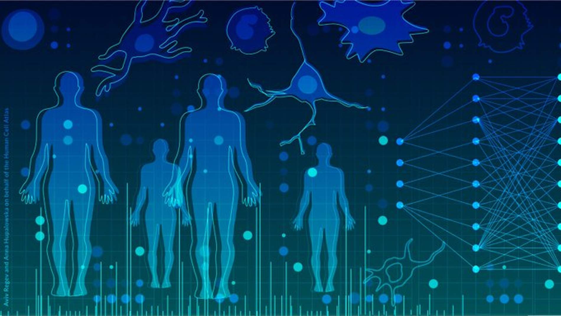 ¿Qué es el Atlas Celular Humano (HCA) y qué supondrá para la ciencia?