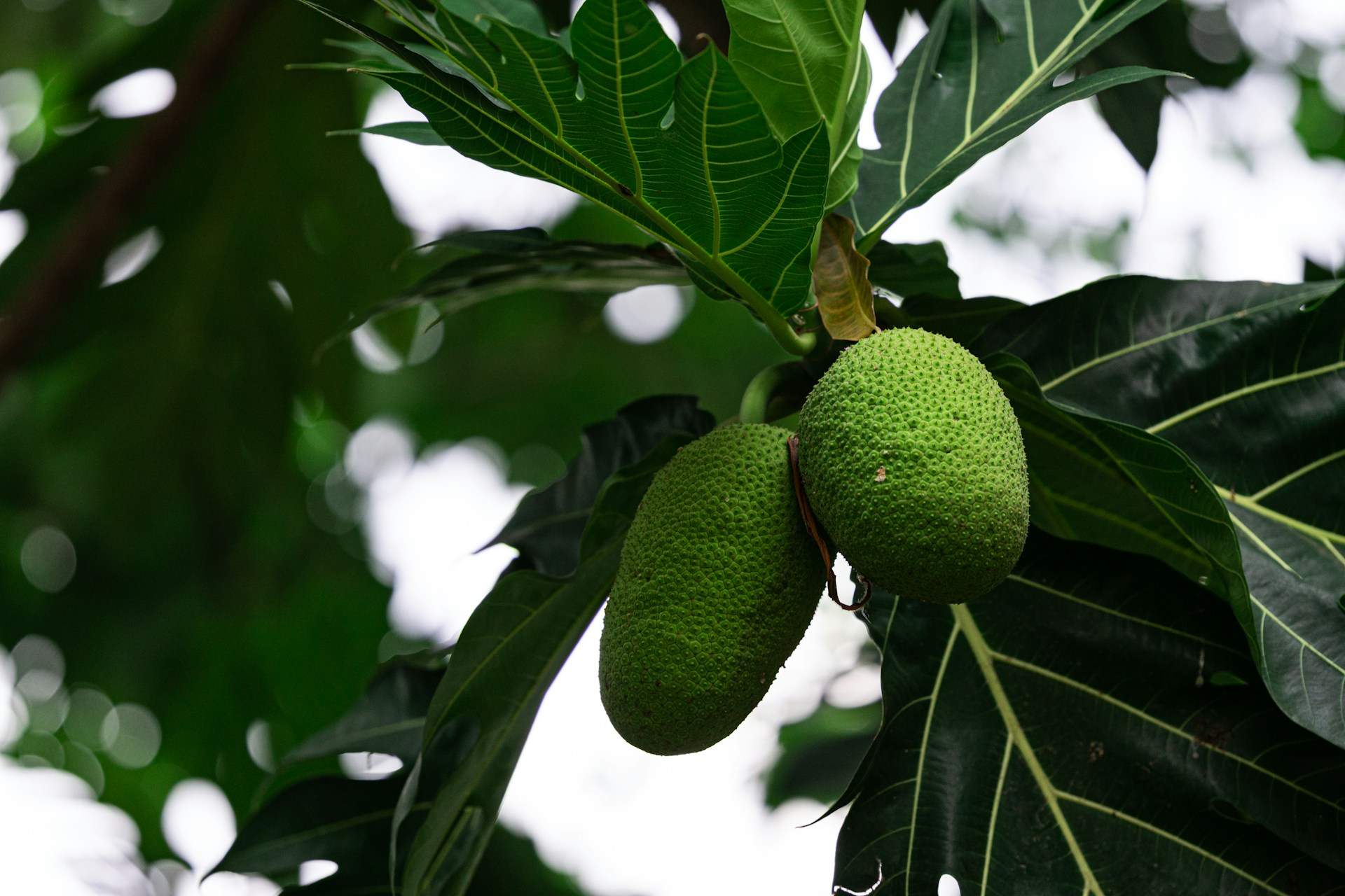 Qué es la fruta del pan o frutipán y por qué podría ser el superalimento del futuro