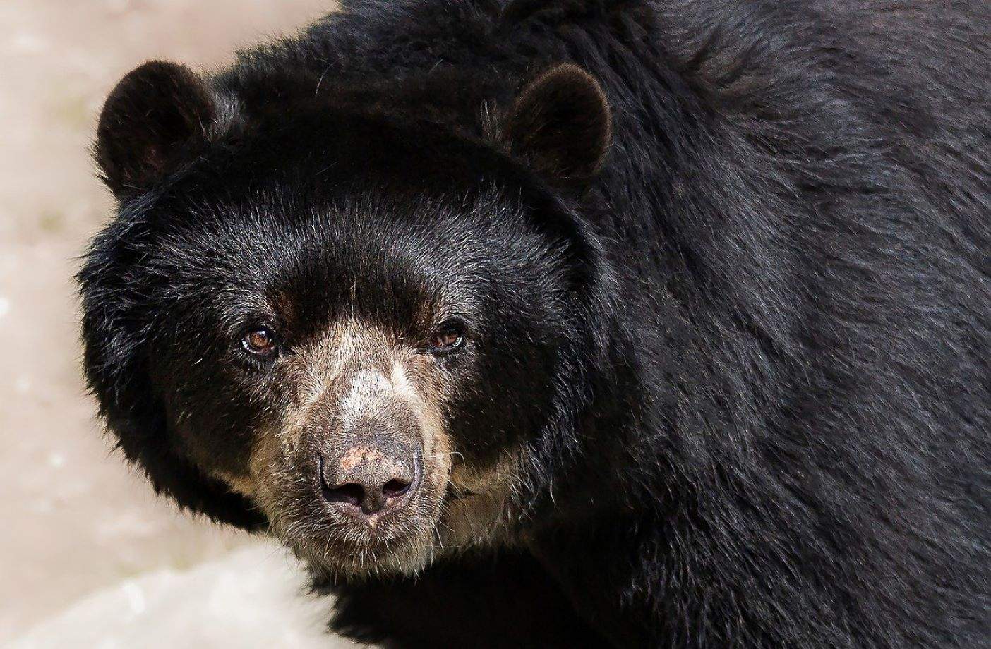 Capturan y sacrifican a un oso en Japón tras haber atacado a un trabajador en un supermercado