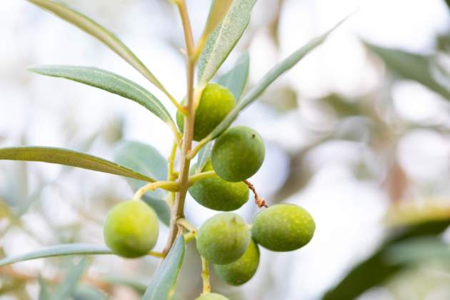 Olives en una olivera. Foto: Generalitat de Catalunya.