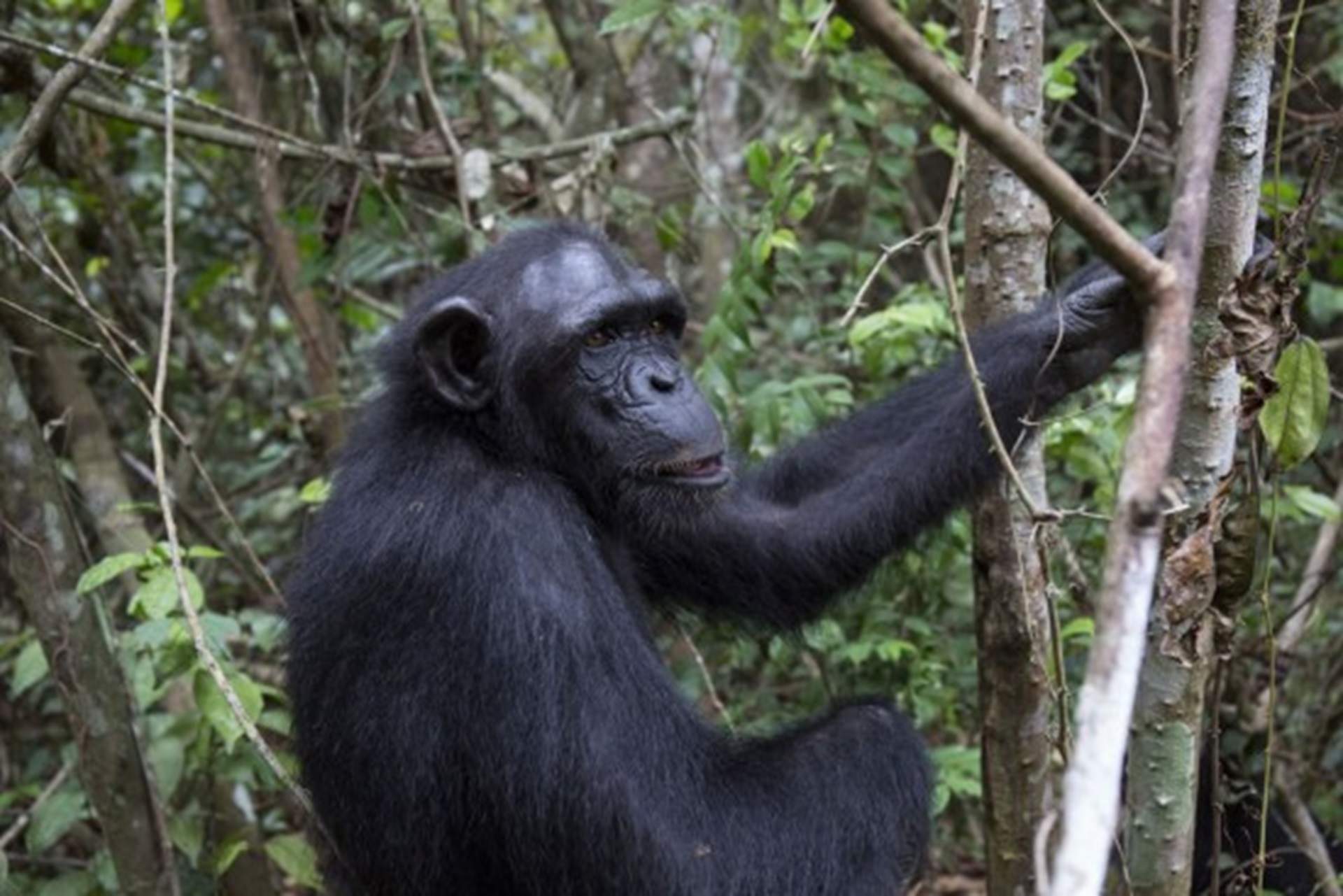 Estas son las habilidades cognitivas desconocidas de los chimpancés salvajes de África